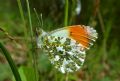 Anthocharis cardamines